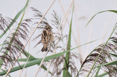 Emberiza schoeniclus
