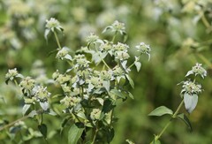 Pycnanthemum muticum