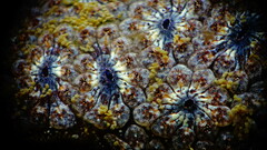 Botryllus schlosseri