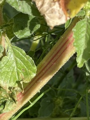 Amaranthus retroflexus