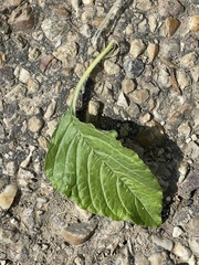 Amaranthus retroflexus