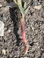 Amaranthus retroflexus