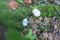 Mycena galopus