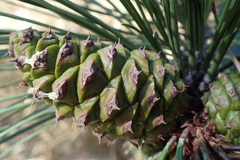 Pinus ponderosa