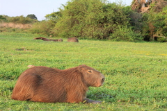 Hydrochoerus hydrochaeris