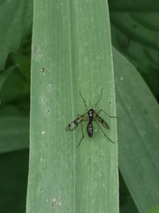 Ptychoptera contaminata