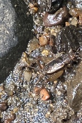 Eunemobius carolinus