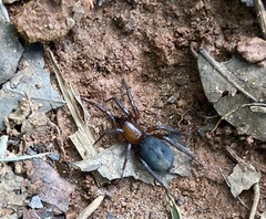 Gnaphosidae