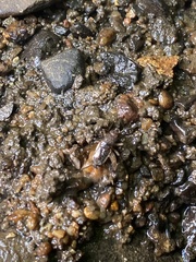 Eunemobius carolinus