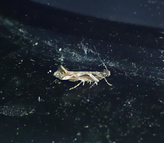 Aristotelia fungivorella