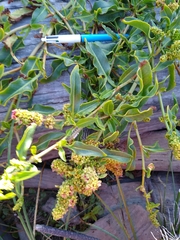 Rumex crassus
