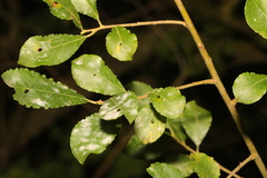 Salix cinerea