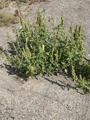 Amaranthus retroflexus