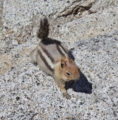 Callospermophilus lateralis