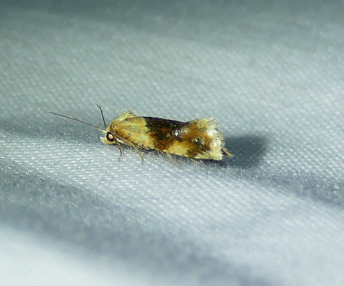 Banded Sunflower Moth photo 5