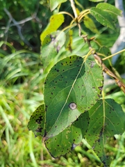 Populus balsamifera