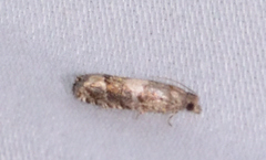 Eucosma