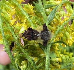 Phymata pennsylvanica