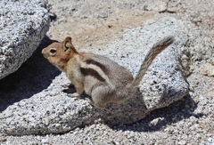 Callospermophilus lateralis