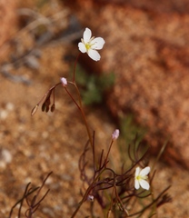 Heliophila variabilis
