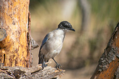 Cyanopica cooki