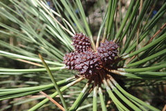Pinus ponderosa