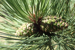 Pinus ponderosa