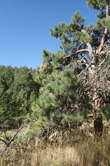 Pinus ponderosa
