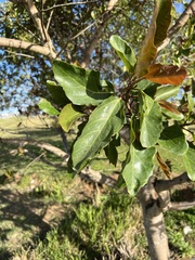 Ficus sur
