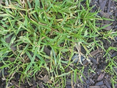 Poa annua