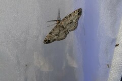 Melanolophia canadaria