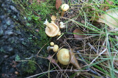 Armillaria borealis