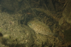 Siganus guttatus