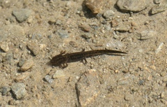 Ichthyosaura alpestris