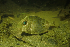 Siganus guttatus
