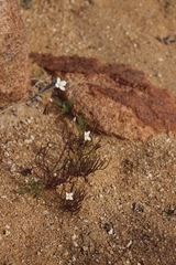 Heliophila variabilis