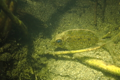 Siganus guttatus