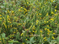 Ulex