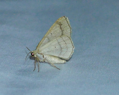 Destutia flumenata