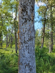 Populus balsamifera