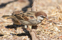 Passer hispaniolensis