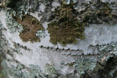 Melanohalea olivacea