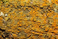 Trentepohlia