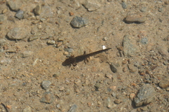 Ichthyosaura alpestris