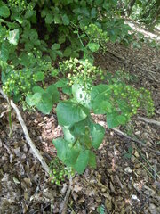 Smyrnium perfoliatum
