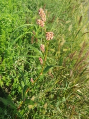 Persicaria maculosa
