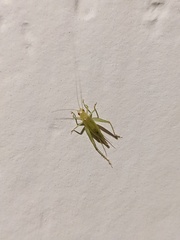 Cyrtoxipha columbiana