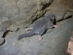 Glis glis