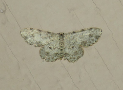 Scopula plantagenaria