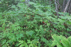 Ribes rubrum